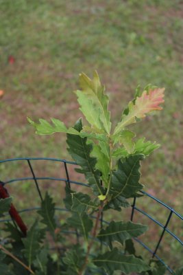 Quercus bicolor - dub dvoubarevný - listy
